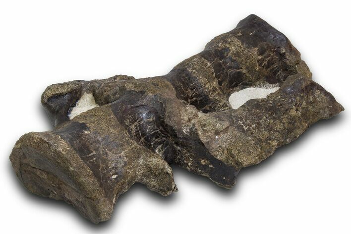 Hadrosaur (Hypacrosaurus) Sacrum with Metal Stand - Montana #335945